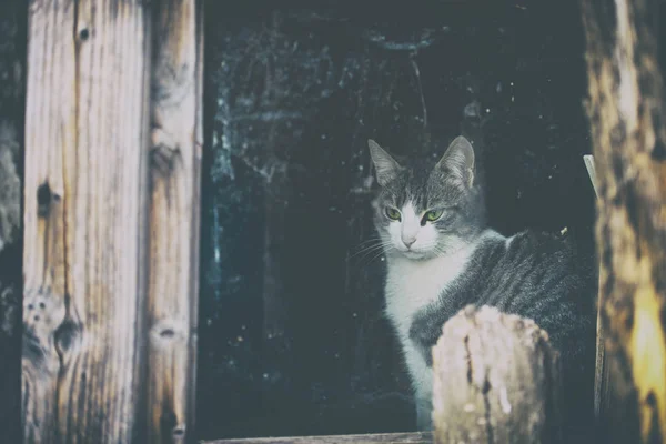 Gatto Bengalese Alla Finestra Guardando Fuori — Foto Stock