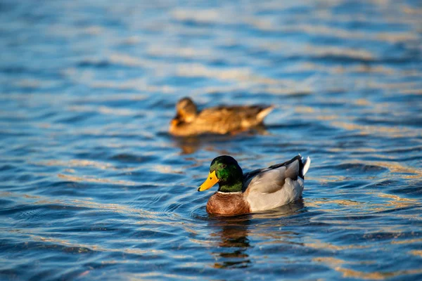 Ducks Lake Summer Day — 스톡 사진