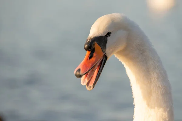 Kopf Eines Schönen Weißen Schwans Auf Dem See — Stockfoto