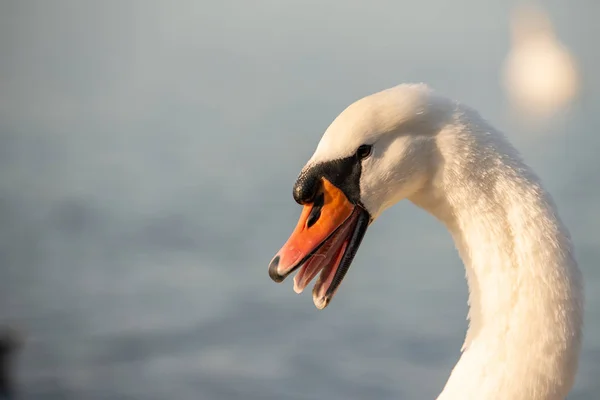 Cabeza Hermoso Cisne Blanco Lago —  Fotos de Stock