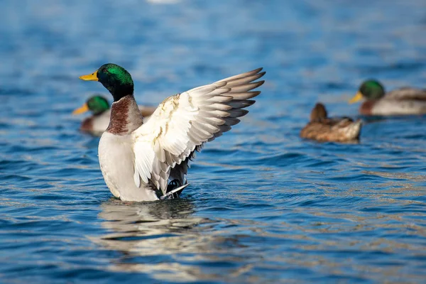 Enten Auf Dem See Einem Sommertag — Stockfoto