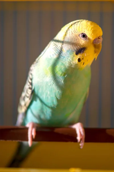 Green budgerigar parrot close up sits on cage near the mirror. Cute green budgie. — Stock Image Green Budgerigar Parrot Close Sits Cage Mirror Cute Green Budgie Royalty Free Stock Photos