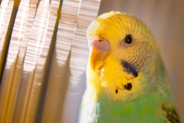 Green budgerigar parrot close up sits on cage near the mirror. Cute green budgie. — Stock Image Green Budgerigar Parrot Close Sits Cage Mirror Cute Green Budgie Royalty Free Stock Images