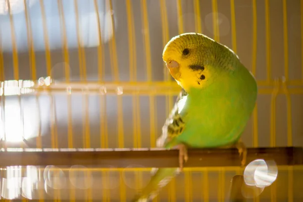 Green budgerigar parrot close up sits on cage near the mirror. Cute green budgie. — Stock Image Green Budgerigar Parrot Close Sits Cage Mirror Cute Green Budgie Stock Photo