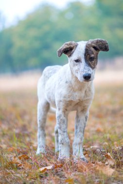 Sokak köpeği kameraya bakıyor.