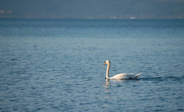 Schöner Weißer Schwan Auf Dem See — Stockfoto