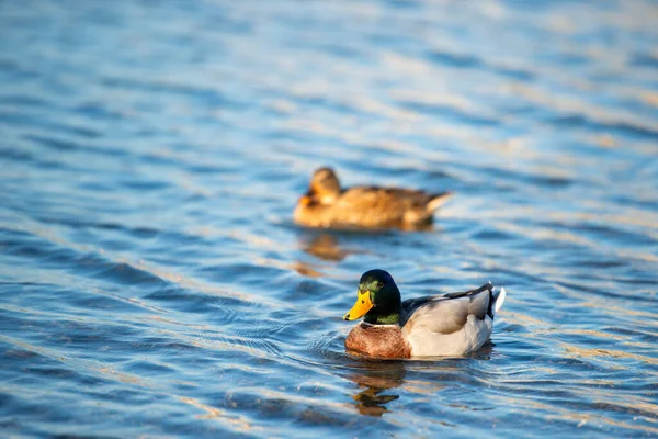 夏日湖上的鸭子 — 图库照片