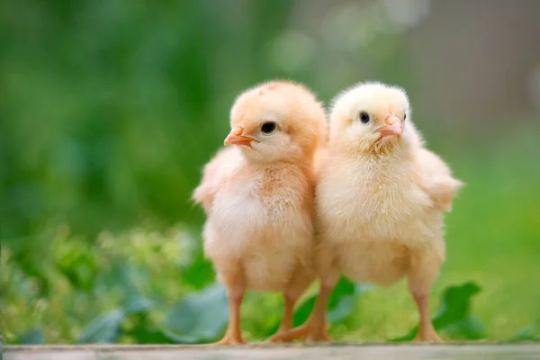 Groupe Poussins Drôles Bébés Ferme — Photo