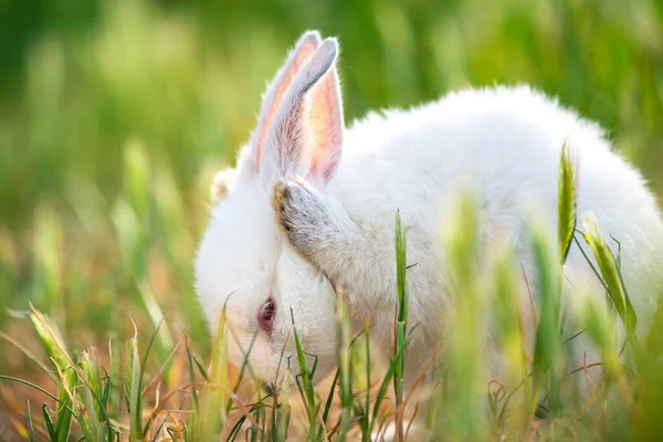 Liten Kanin Grönt Gräs Sommardagen — Stockfoto