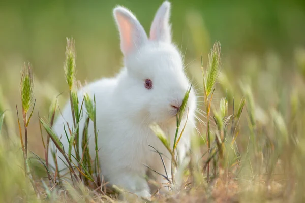 Liten Kanin Grönt Gräs Sommardagen — Stockfoto