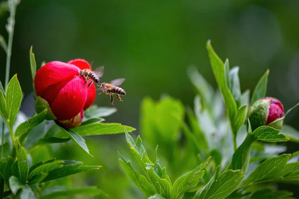 Macro Shot Bee Polinating Paeonia Peregrina Plantă Sălbatică Împușcată Primăvară — Fotografie, imagine de stoc