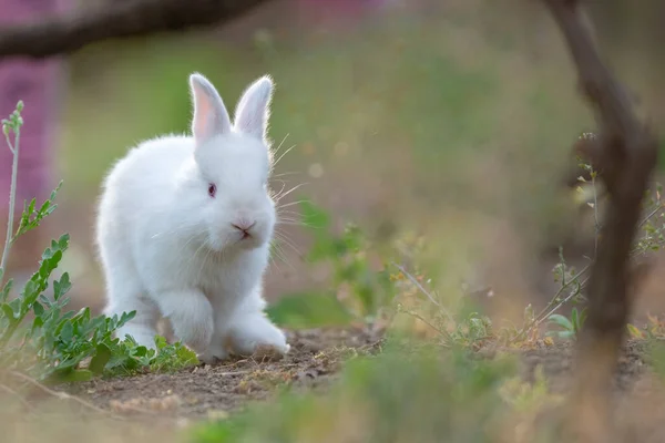 Kleines Kaninchen Auf Grünem Gras Sommertag — Stockfoto