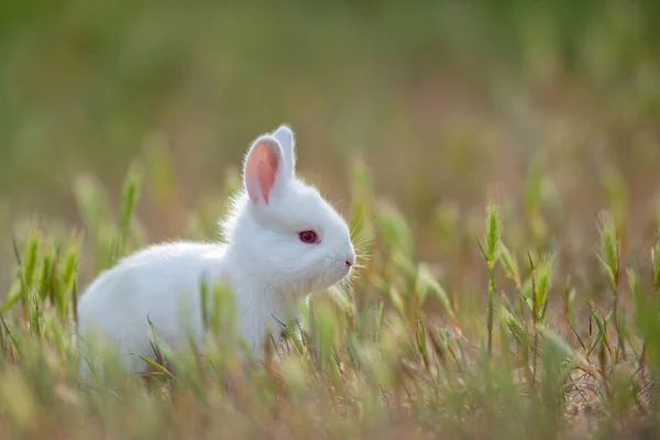 Pequeño Conejo Sobre Hierba Verde Día Verano —  Fotos de Stock