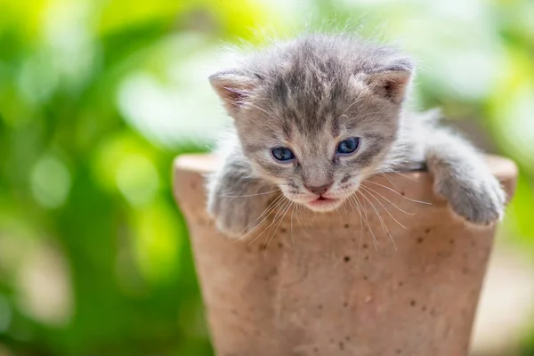 Piccolo Gattino Divertente Vaso Fiori — Foto Stock