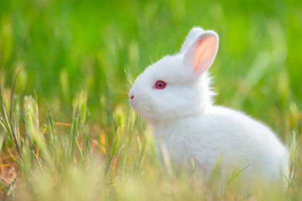 Little rabbit on green grass in summer day