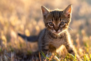 Gün batımında arka planda çimenlerde oynayan gri çizgili kedi