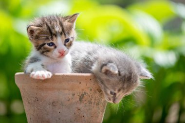 Çiçek saksısında iki komik kedi yavrusu