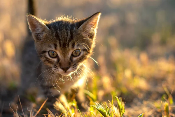 Cinza Pouco Listrado Gato Brincando Grama Com Pôr Sol Fundo — Fotografia de Stock