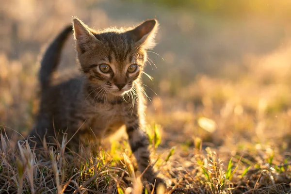 Cinza Pouco Listrado Gato Brincando Grama Com Pôr Sol Fundo — Fotografia de Stock