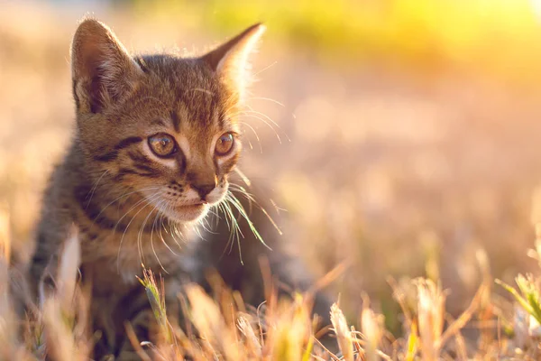 Gris Pequeño Rayas Gato Jugando Hierba Con Puesta Del Sol — Foto de Stock