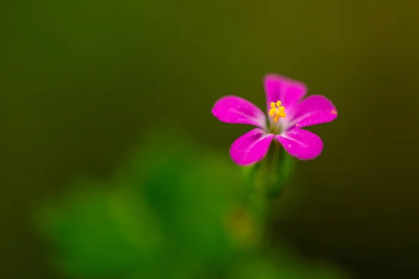 Fialový Květ Přes Zelené Pozadí Horách — Stock fotografie