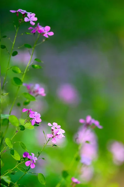 Dağlarda Yeşil Arka Planda Mor Çiçekler — Stok fotoğraf