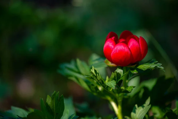 Paeonia Peregrina Planta Selvagem Baleada Primavera — Fotografia de Stock