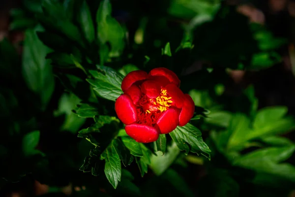 Bovenaanzicht Van Paeonia Peregrina Wilde Plant Geschoten Het Voorjaar — Stockfoto