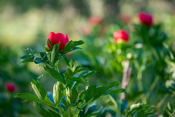 Paeonia Peregrina Wild Plant Shot Spring — Stock Photo, Image