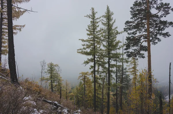 Berglandschaft im Nebel und Schnee — Stockfoto