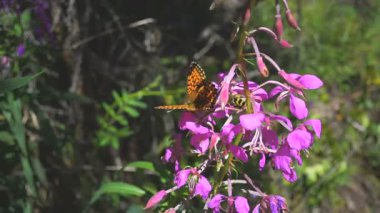 Böcekler kelebek ve böceği