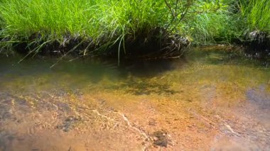 Yaz açık orman akarsu