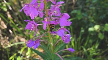 Siyah Sarı böceği