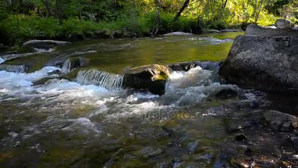 Rychlý Tajga řeka — Stock video