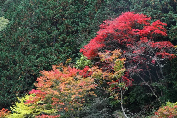 Mitake Shosenkyo gorges met rode herfstbladeren in Koufu, Yamanashi, Japan — Stockfoto
