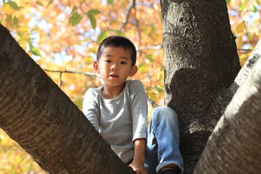 Japon çocuk ağaç tırmanma (birinci sınıftan ilköğretim okulunda)