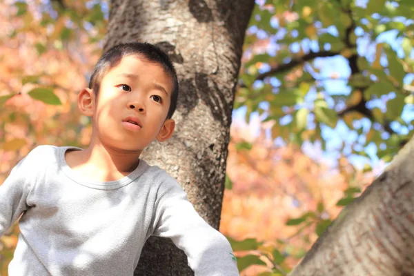 Japon çocuk ağaç tırmanma (birinci sınıftan ilköğretim okulunda) — Stok fotoğraf