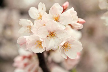 Japonya erken Bahar güzel kiraz çiçekleri
