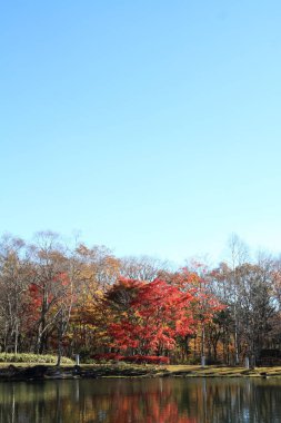 Kiyosato Yaylası, Yamanashi, Japan gölde tarafından sonbahar yaprakları