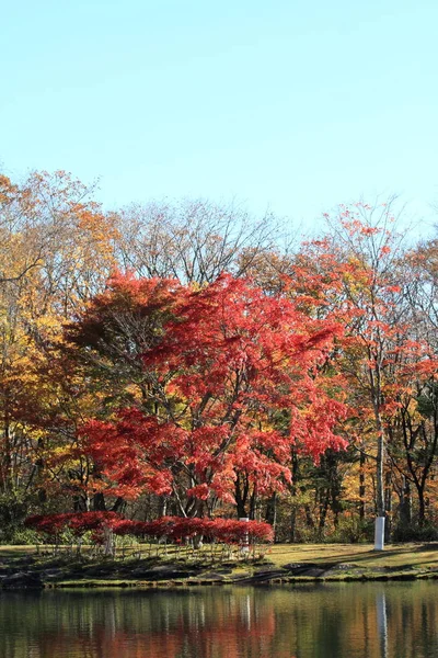 Herbstblätter am See im Kiyosato-Hochland, yamanashi, Japan — Stockfoto