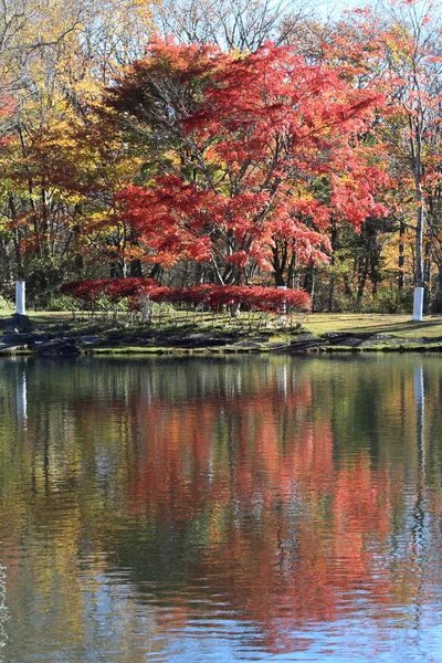 Herbstblätter am See im Kiyosato-Hochland, yamanashi, Japan — Stockfoto