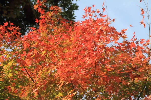 Folhas de outono em Hasedera, Kamakura — Fotografia de Stock