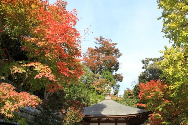 Herbstliche Blätter in Hasedera, Kamakura — Stockfoto
