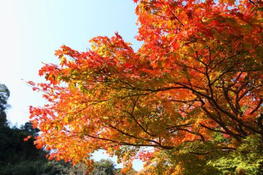 Japonya'da sonbahar yaprakları