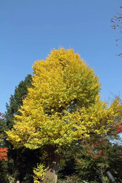 Folhas de outono no japão — Fotografia de Stock