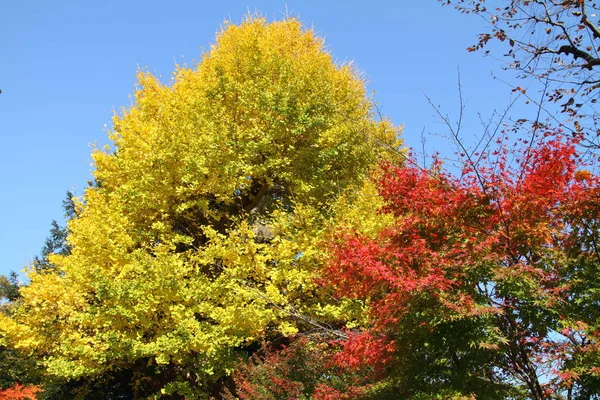 Podzimní listí v Japonsku — Stock fotografie