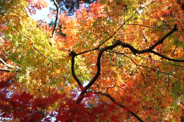 Folhas de outono no japão — Fotografia de Stock