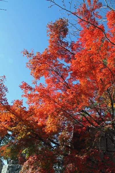 Folhas de outono no japão — Fotografia de Stock