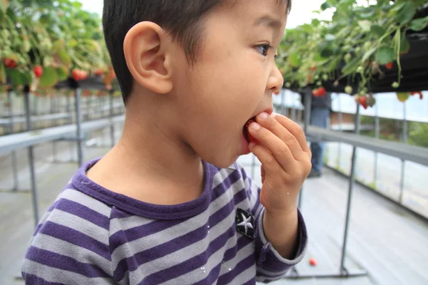 Japon çocuk çilek (4 yaşında yeme) — Stok fotoğraf