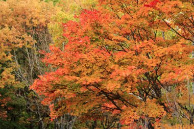Kiyosato Yaylası, Yamanashi, Japan sonbahar yaprakları